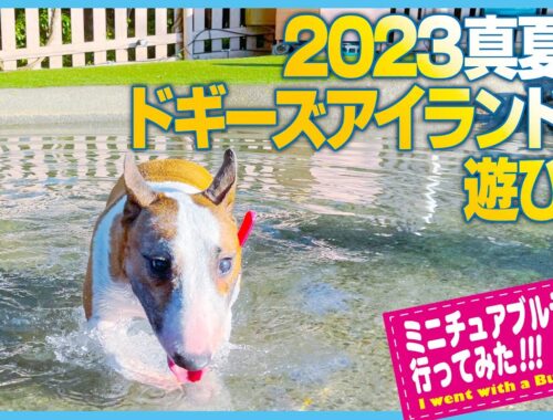ブルテリア/Miniature Bull Terrier   真夏のドギーズアイランドのすごしかた！Midsummer! How to play Doggy's Island.