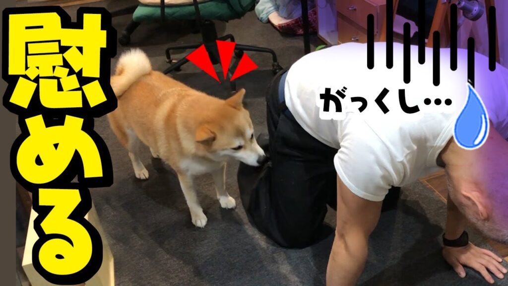 落ち込んで帰宅したパパを慰める柴犬ちくわが可愛い