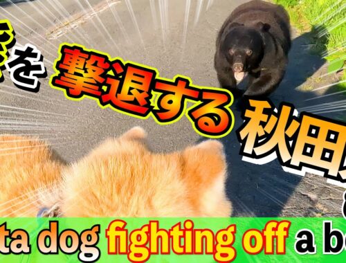 【貴重映像】散歩中に熊に襲われた時、秋田犬が熊を撃退する様子 【Rare footage】An Akita dog attacked by a bear repels the bear.