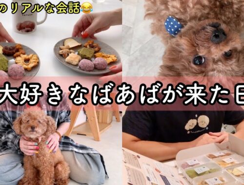 【vlog】大好きなばあばが来た日✨美味しいおやつを食べて癒される…💕トイプードルのTaruto &Rasuku