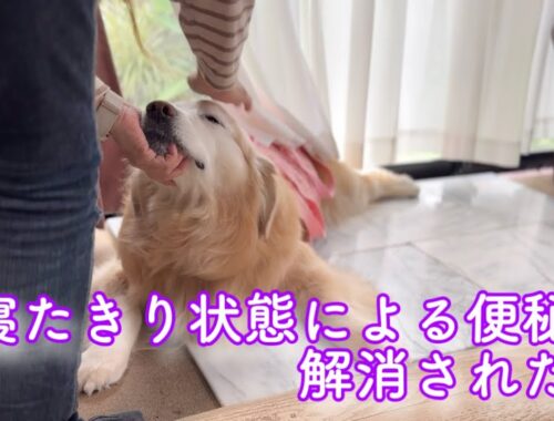 【癌との闘い】愛犬の寝たきりによる便秘が解消された日