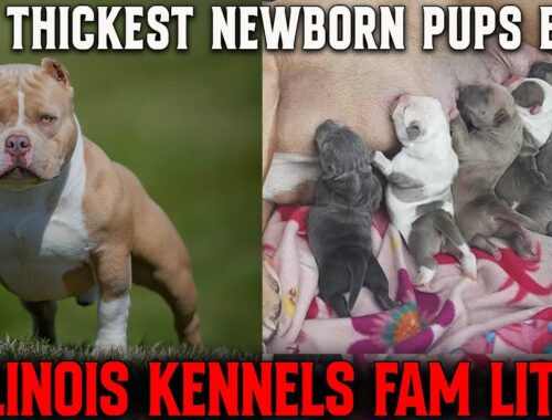 THESE 1 DAY OLD AMERICAN BULLY PUPPIES WAS ON A WHOLE DIFFERENT LEVEL!!!!!!!!!