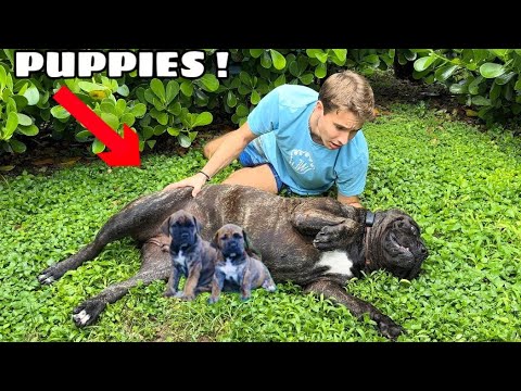 WHAT HAPPENED TO MY DOG & HER PUPPIES ?!