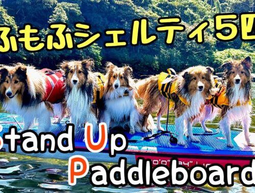 【シェルティ】愛犬がSUPデビューしました！〜もふもふ５匹のSUPツアー〜 Dogs tried Stand Up Paddle for the first time