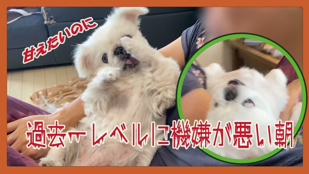 【ペキニーズ】梅子が迎えた過去一レベルに機嫌の悪い朝…