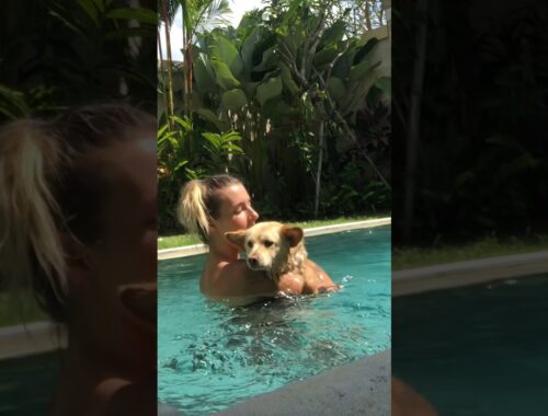 Puppy Scared Of Water Is So Brave Now l The Dodo #animals #dodo #dogs