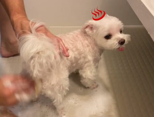 愛犬をナノバブルシャワーで洗ってみたらこうなった