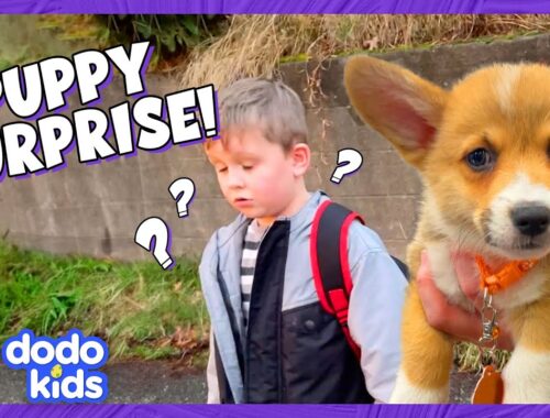Kid's Wish For A Corgi Puppy Comes True | Dodo Kids