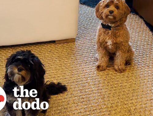 Dog Always Waits By His Girlfriend's Door | The Dodo