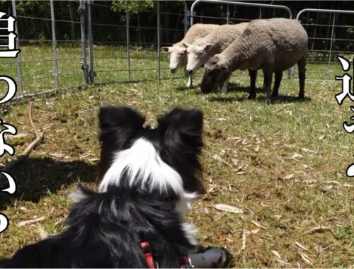 【シープドッグ体験】初めての羊追い！牧羊犬の本能が意外な形で発揮された・・・？！【ボーダーコリー】