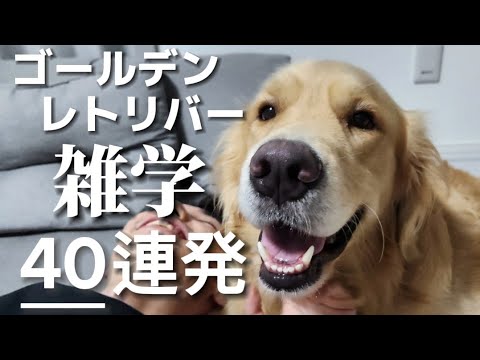 ゴールデンレトリバーの雑学40選【明日から使える！】