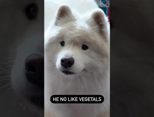 Give me #chicken not a fan of #vegetables #trending #samoyed #ytshorts #viral#yt#shorts#status#reels