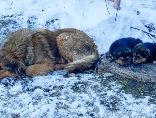 Two hungry puppies shivering in the snow, they don't know why their mom cried