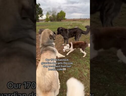 Our border collie gives our 170 lb livestock guardian dogs the cow dog treatment👀👀👀