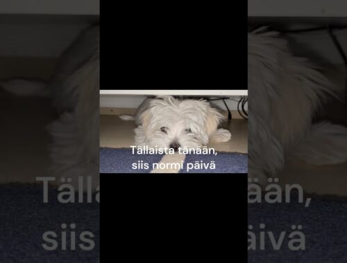 Maltese dog Luna's cheerleaders - Maltankoira Luna cheerleaderit