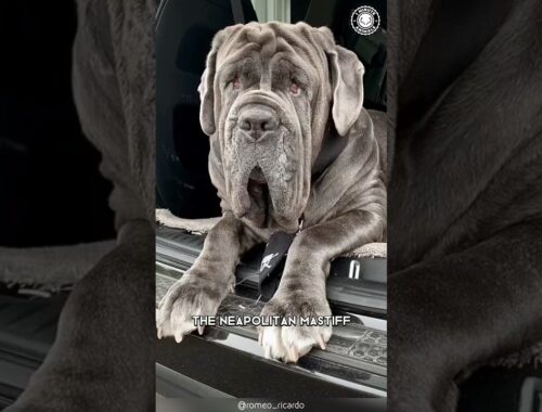 Neapolitan Mastiff 🐶  The Wrinkled Wonder!