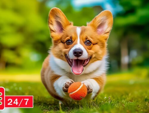 TV for Dogs 24/7: Boredom Busting Videos for Dogs with Calming Music - Music for Dog