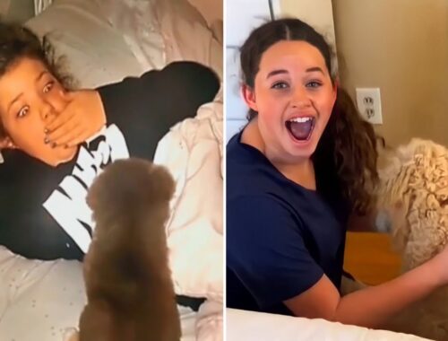 New Puppy Surprise Compilation 2023 | Wholesome Surprise Moments