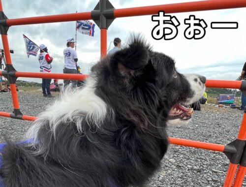 【Motogp】愛犬とバイクレースに行ってきた #ボーダーコリー #motogp #japangp #モビリティリゾートもてぎ
