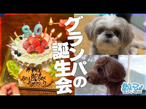 【祝80】シーズー犬てんぽさんグランパの誕生日を祝う【田舎へかえろう】
