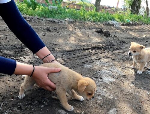 Original record of rescuing stray puppies from roadside garbage