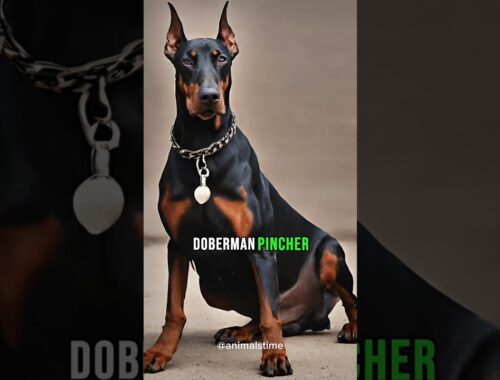 Doberman Pinscher Dog #doberman #dog #shorts