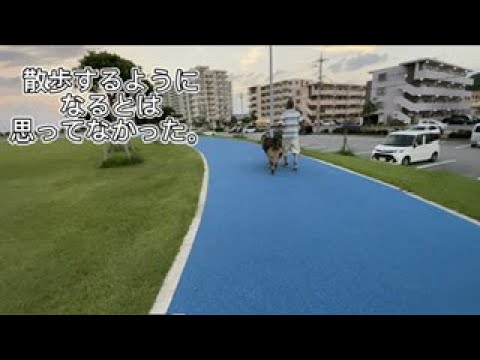 【超大型犬】　初めての散歩　Leonberger　レオンベルガー