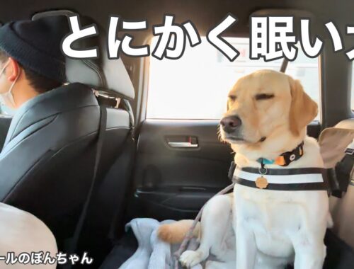 【ラブラドール#115】とにかく眠い犬！Anyway, sleepy dog☆labrador retriever 大型犬  ラブラドールレトリバー　ぼんちゃん　癒し　可愛い