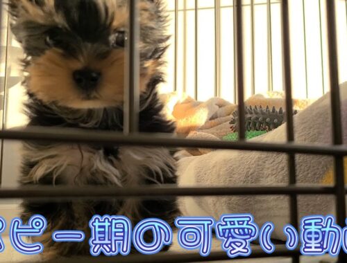 ヨーキー子犬の可愛い動画【ヨークシャーテリア】