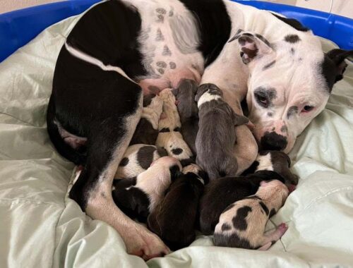 Stray mama dog giving birth to 11 beautiful puppies    60 days puppies journey!