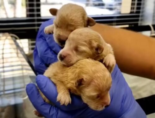 Shedding tears, 3 poor puppies had to leave their mother's arms when they were only 1 day old