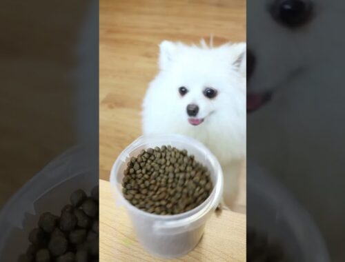 Nico:I would like to share food with it #nico #smartnico #dog #funny #cute