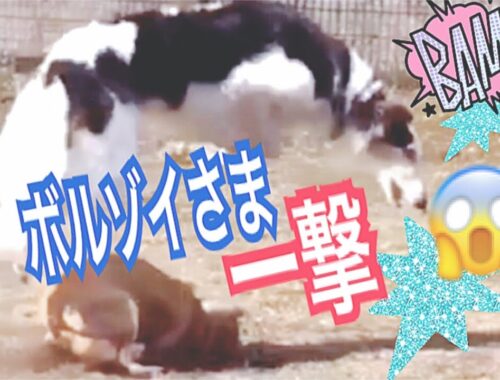 【柴犬 もみさん】(ドッグラン）ボルゾイ様の一撃の後　座って眠る犬　💕　Dog tired and sleeps in a dog run　Shibainu　Momisan