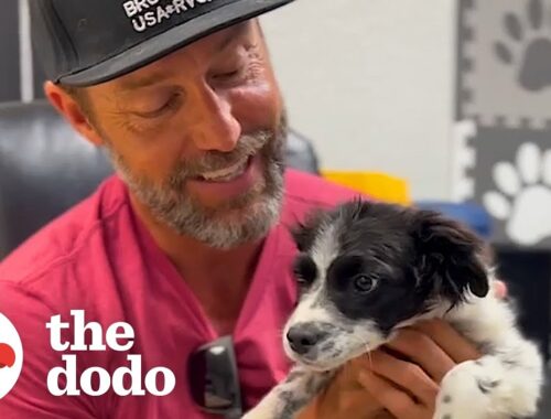 Puppy Asks This Guy To Take Him Home From The Shelter | The Dodo