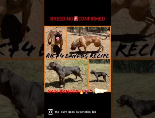 AK74 High Performance Bandogs Neapolitan Mastiff/German Boxer/American Bulldog/Pitbull (916-300-3782