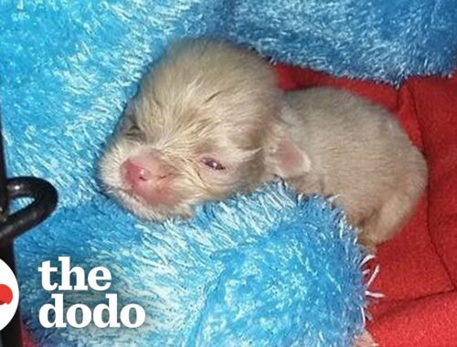 Tiny Newborn Puppy Becomes A Wild Man | The Dodo