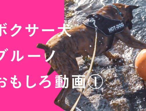 ボクサー犬2013-2016おもしろ動画集①