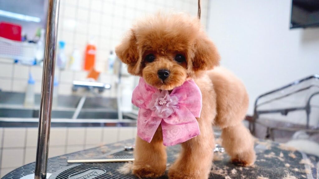 4ヶ月の小さなトイプードル子犬、初めての全身トリミング 4ヶ月の小さなトイプードル子犬、初めての全身トリミング
