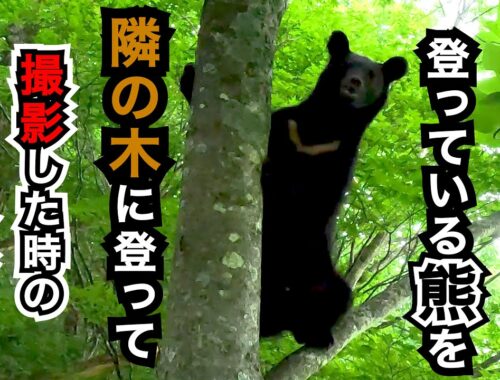 【貴重映像】木の上にいる熊を、隣の木に登って撮影した時の映像です　秋田犬の毘沙門（びしゃもん）と一緒にです🐻🐶🧍
