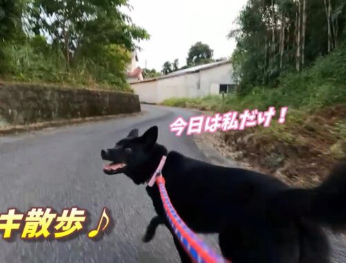 【甲斐犬】ユキ散歩♪上り坂ダッシュ！