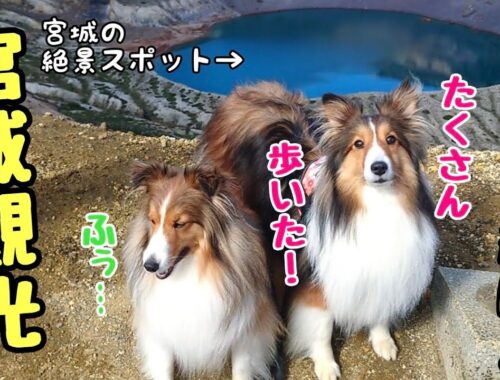 【シェルティ】初めて宮城県に行ってみたら 愛犬と最高の景色を楽しむことができました！ Sightseeing in Miyagi with dogs