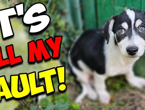Stray Puppy Couldn't Believe Someone Cared For Him