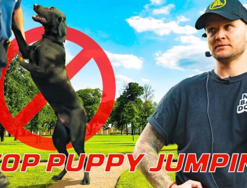 How To Stop Puppy Jumping on EVERYONE!