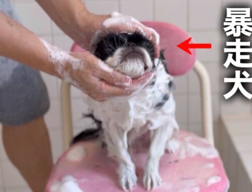 お風呂から上がるとハイになる日本犬狆(チン)