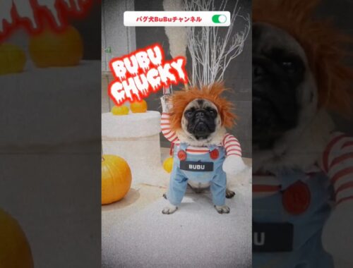 ブブチャッキーがやってくる/BuBu Chucky Coming【パグ犬BuBu】 #pug #dog #halloween