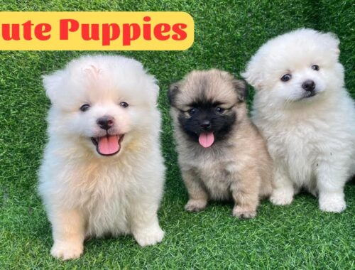 Cute Puppy - Funny and Cute Dog Videos Compilation 2023 #113