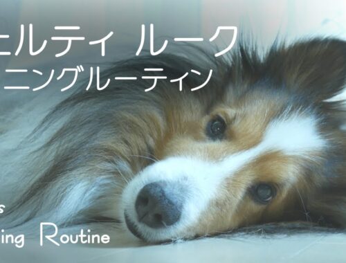 【犬】愛犬ルークのモーニングルーティン【シェルティ】