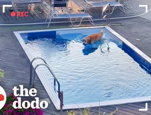 Golden Retriever Caught On Camera Sneaking Into Neighbor's Pool | The Dodo