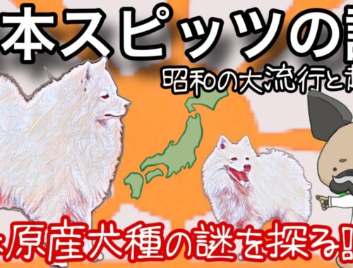 日本スピッツの謎〜日本原産犬種を探る！〜昭和の大流行と起源