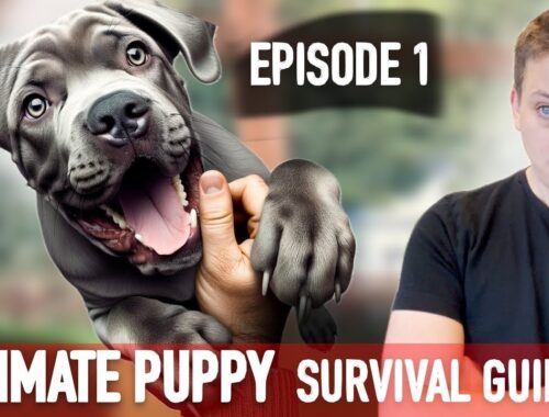 Episode 1: TOTALLY UNTRAINED: Ultimate Puppy Survival Guide